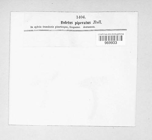 Chalciporus piperatus image